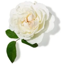 John Masters Organics John Masters Hydrating Face Cream With Rose & Apricot 30 Ml -Biotherm Salgsbutik john masters hydrating face cream with rose apricot 30 ml 1649069485