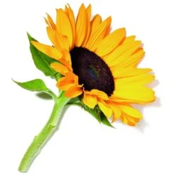 John Masters Organics John Masters Hydrating Face Cream With Rose & Apricot 30 Ml -Biotherm Salgsbutik john masters hydrating face cream with rose apricot 30 ml 1649069491