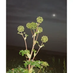 L:A Bruket 286 Hand & Body Wash 450 Ml - Angelica -Biotherm Salgsbutik la bruket 286 hand body wash 450 ml angelica 1679315233